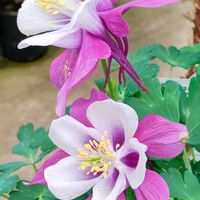 観葉植物,はなはな,花のある暮らし,花の写真,花のある生活の画像