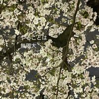 サクラ,花のある暮らしの画像