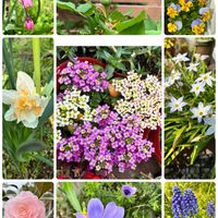 アネモネ,ムスカリ,スイートアリッサム ,オトメツバキ,ニラの花の画像