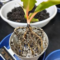 オリヅルラン,オリヅルラン・プリンセス・メイベル,観葉植物,実生,観葉植物を楽しむの画像