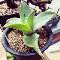 ピグマエア,アガベ,アガベ ドラゴントゥース,アガベ・ピグマエア・ドラゴントゥース,アガベ・ピグマエア・ドラゴントゥースの画像