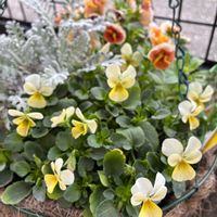 すみれ図鑑,寄せ植え,アンジュフルールの画像