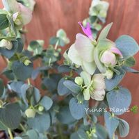 オレガノ ケントビューティー,寒さに強い,小さなお庭,苞葉の画像