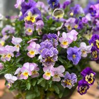 花のある暮らし,パンビオ,おうち園芸,パンビオ大好き,われら17年組の画像