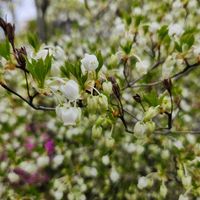 どうだんツツジ,散歩道,花のある暮らし,スマホ撮影,癒やしの画像