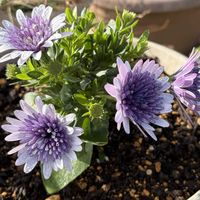 ガーデニング,花のある暮らし,ナチュラルスタイル,おうち園芸,庭の画像