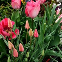 チューリップ,バラ,ブドウ,トキワマンサク,ベニバナトキワマンサクの画像