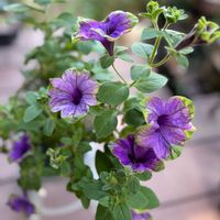 エリカ,ベゴニア,ベゴニア,ペチュニア,ローズマリーの画像