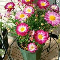 花のある暮らしの画像