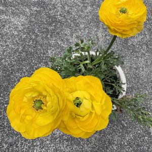 ラナンキュラス,鉢植え,花が好き,無農薬❤家庭菜園,野菜が好きの画像
