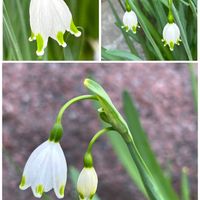 スノーフレーク,スノーフレーク,ドウダンツツジ,ドウダンツツジ,ドウダンツツジの画像