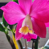 カトレア,季節のお花,花は癒やし♡,ミニカトレアの花,花のある風景の画像