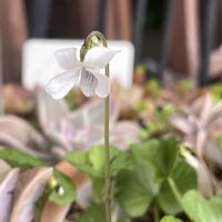 ツボスミレ,元気もらえる,お花のある暮らしの画像