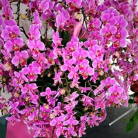胡蝶蘭,プレゼント,花のある暮らし,緑のある暮らし,ピンク色の花の画像