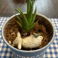 十二の巻の画像