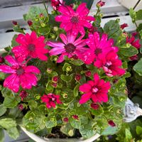 花のある暮らし,花好きさんと繋がりたい,セネッティ,サントリー フラワーズ,猫好きさんと繋がりたいの画像