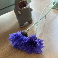 ヤグルマギク,ドライフラワー,種から,お庭の花たち,花と暮らすの画像