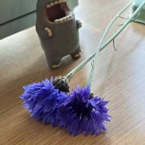 ヤグルマギク,ドライフラワー,種から,お庭の花たち,花と暮らすの画像