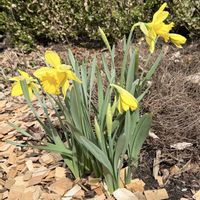 クリスマスローズ,スイセン,スイセン,タイム,イングリッシュローズの画像