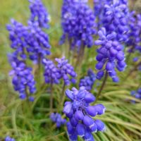 キュウリグサ,ムスカリ,繋がりに感謝✨,青い花マニア,バラと夢CLUBの画像