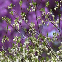 ドウダンツツジ,今日のお花,滋賀 叶 匠壽庵 寿長生の郷の画像