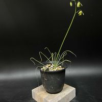 多肉植物,観葉植物,珍奇植物,ケープバルブ,ビザールプランツの画像