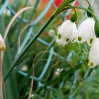 スノードロップ,スズラン水仙,散歩先の画像