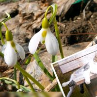 クリスマスローズ,スノードロップ,ビオラ,クリスマスローズ ニゲル,ゆきの画像