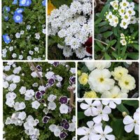 原種チューリップ,宿根ネメシア,ギョリュウバイ,ラナンキュラス アラクネJr.,白い水曜日♤の画像