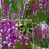 キンギョソウ（金魚草）,リナリア(姫金魚草),キンギョソウ(黄色),リナリア　切り花,切り花の画像