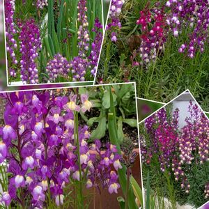 キンギョソウ（金魚草）,リナリア(姫金魚草),キンギョソウ(黄色),リナリア　切り花,切り花の画像