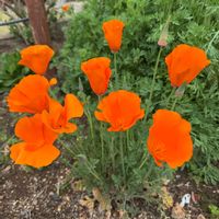 ハナニラ,ハナビシソウ,ハナビシソウ,我が家の花壇,写真撮影の画像