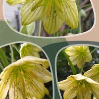 キクザキイチゲ,バイモ,バイモ（アミガサユリ）,キクザキイチゲ　薄紫,地植えの画像