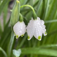 スノーフレーク,スノーフレーク,ニチニチソウ,癒し,花のある暮らしの画像