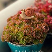 ﾏｲﾏｲﾀﾝ,多肉植物,多肉寄せ植え,多肉植物のある暮らし,雨濡れ多肉の画像