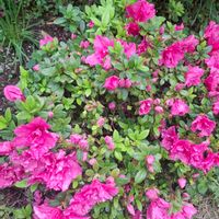 アザレア,ハナモモ,庭の画像