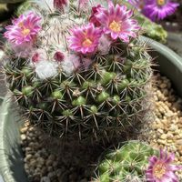 サボテン,出窓の画像