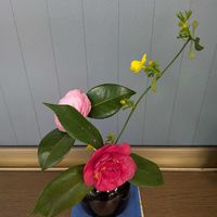 ツバキ,黄梅,おうばい（黄梅）の画像