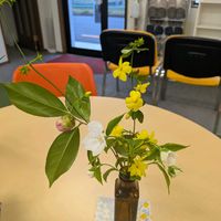 シロヤマブキ,黄梅,つばき,おうばい（黄梅）の画像