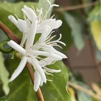 コーヒーの木,リビング・ダイニングの画像