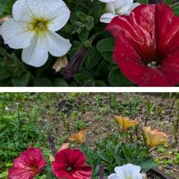 サザンカ,ツバキ,ペチュニア,スナップエンドウ,ペチュニア　ビューティカルの画像