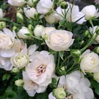 キンギョソウ,キンギョソウ,花かんざし,花かんざし,レイウィシアの画像