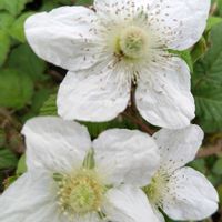 ジャーマンアイリス,ヒイラギナンテン,クサイチゴ,斑入りツルニチニチソウの画像