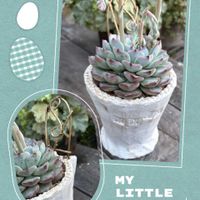 ニワザクラ,白雪ミセバヤ,ビオラ・ももか,斑入りシレネ　ユニフローラ,多肉植物の画像