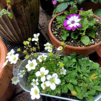 ビデンス,クリスマスローズ,ツメレンゲ,ローダンセマム,クモマグサの画像