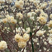 ミツマタ,春の景色,力を抜いての画像