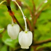 ドウダンツツジ,サラサドウダン,GSのみなさんに感謝♡,素敵な出会いに感謝,今日のお花の画像