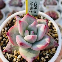 エケベリア,いしはら苗,多肉植物,ネコ好き,放置多肉の画像