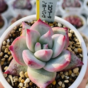 エケベリア,いしはら苗,多肉植物,ネコ好き,放置多肉の画像