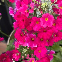 サクラソウ,ベゴニアの画像
